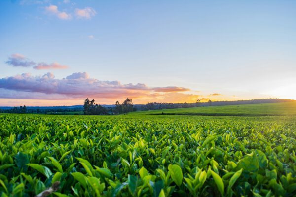 Landwirtschaft Eichsfeld