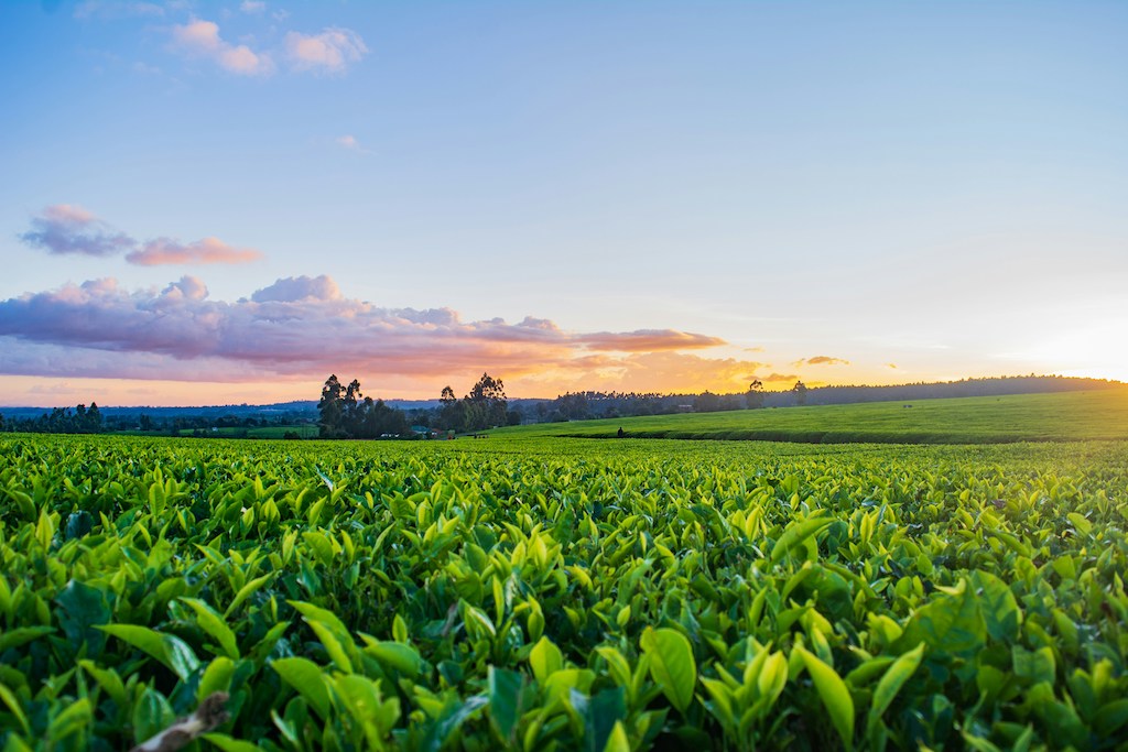 Landwirtschaft Eichsfeld